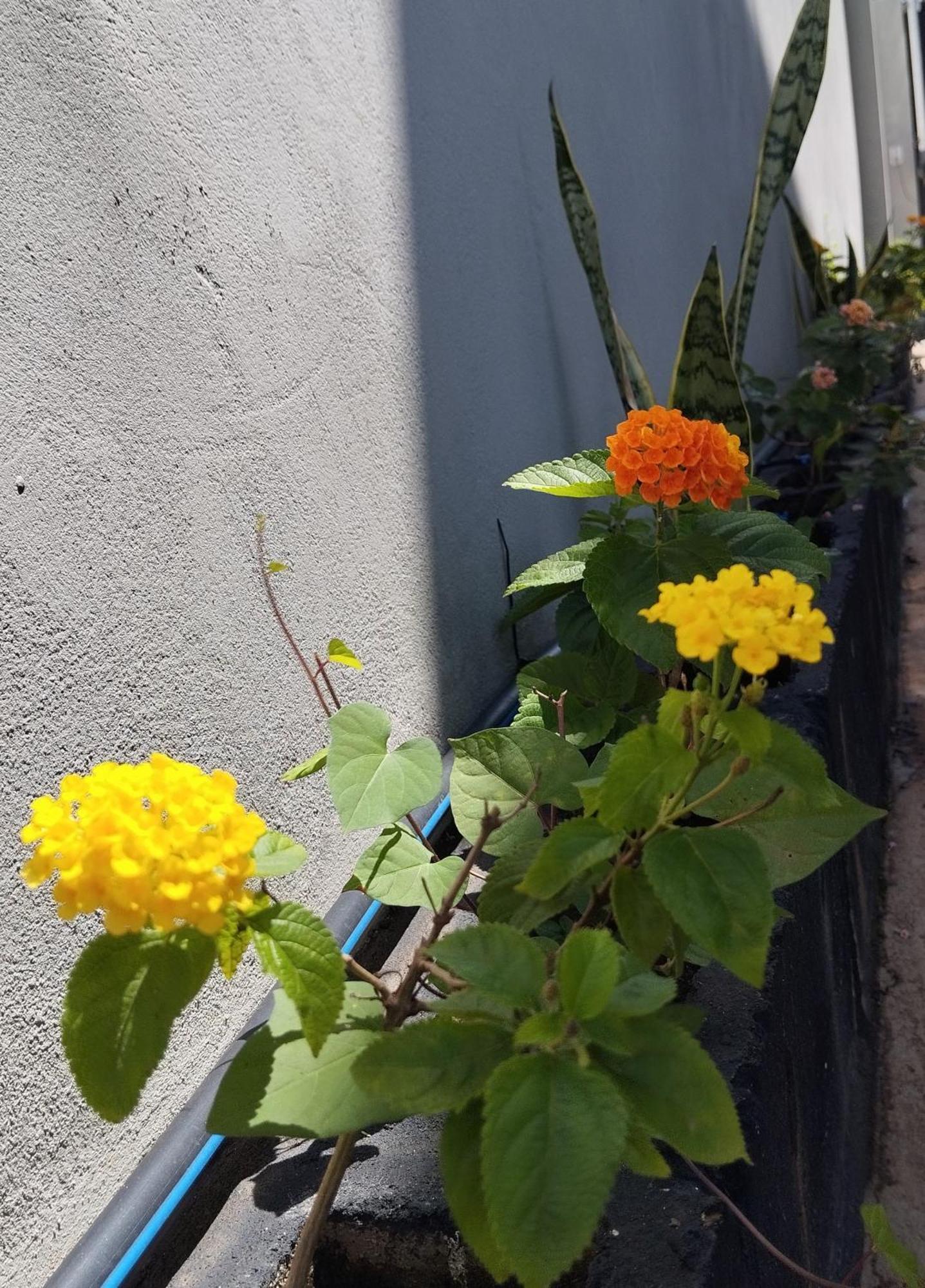 Casa Do Leo * Brotas